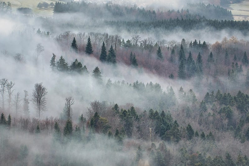 Enigmatic Forest